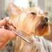 Dog Grooming Professional Diploma artwork