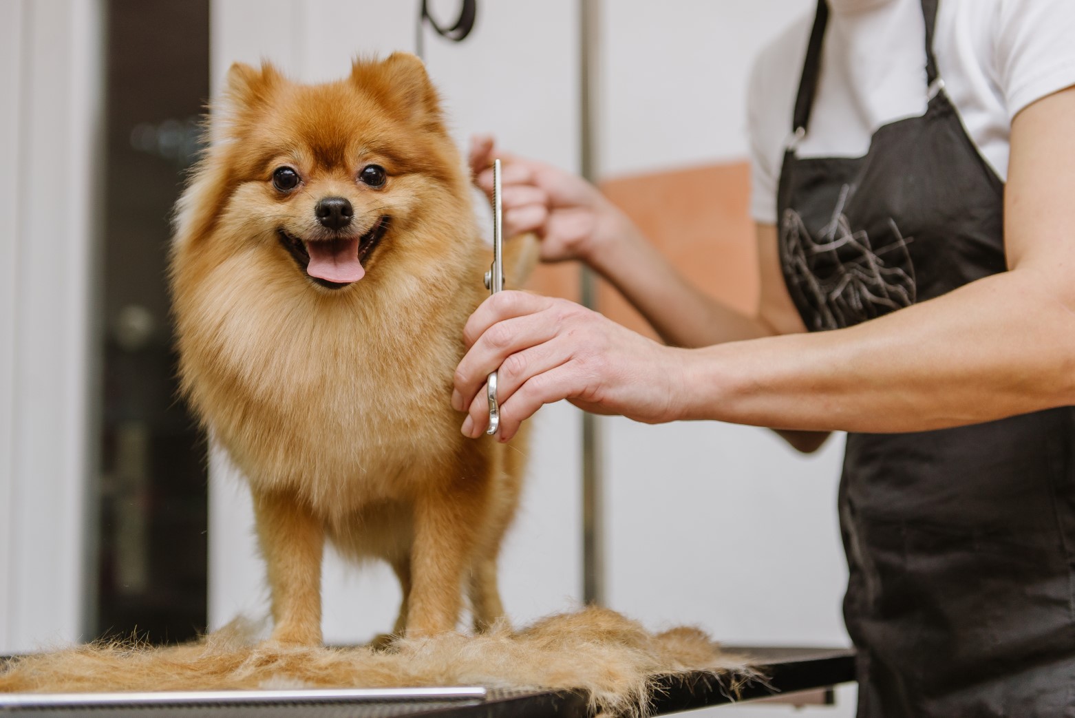 Dog Grooming Professional Diploma